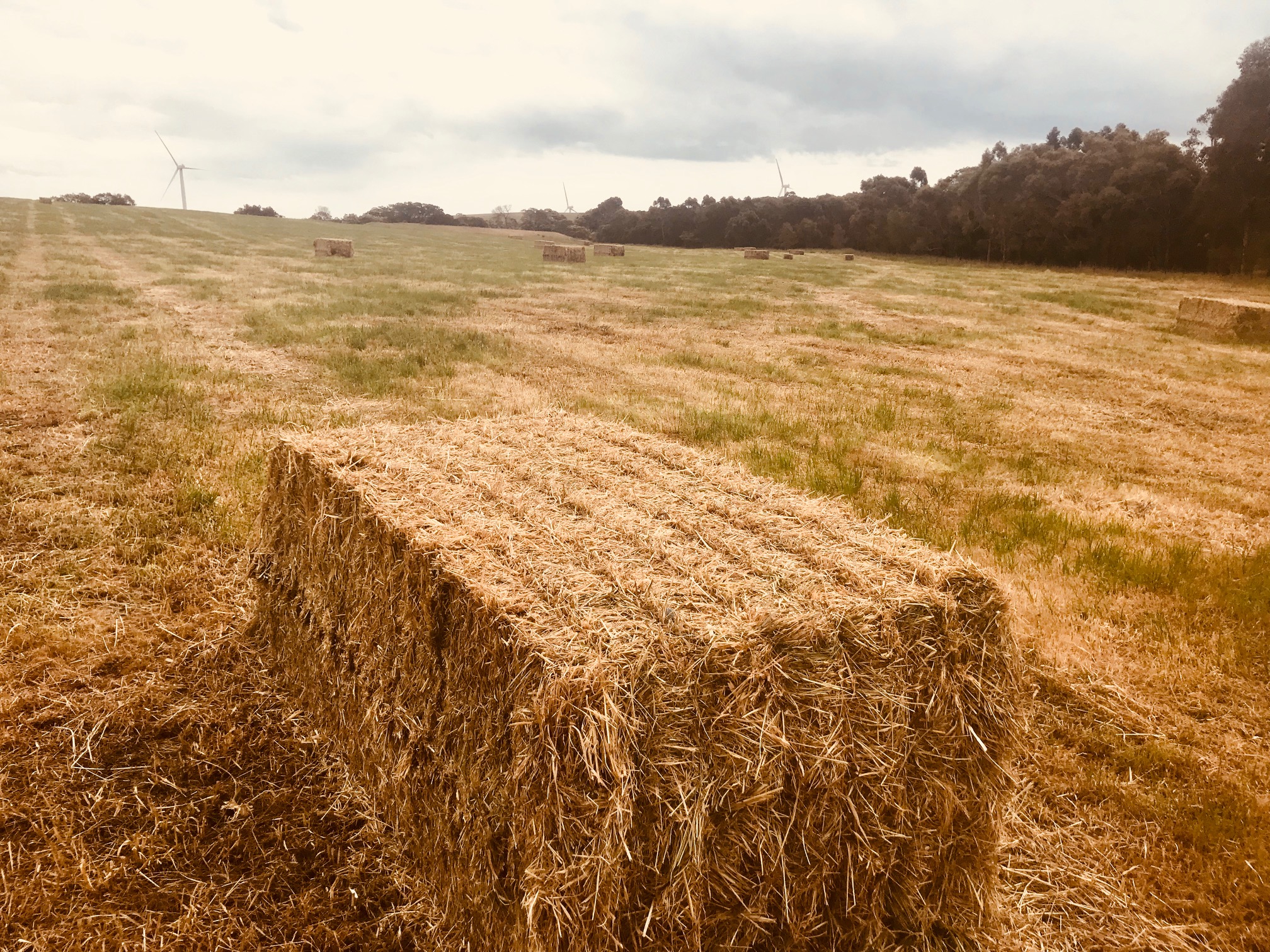 Clover / Rhygrass Pasture hay Hay & Fodder Pasture Hay For